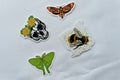 Flora and Fauna Vinyl Stickers